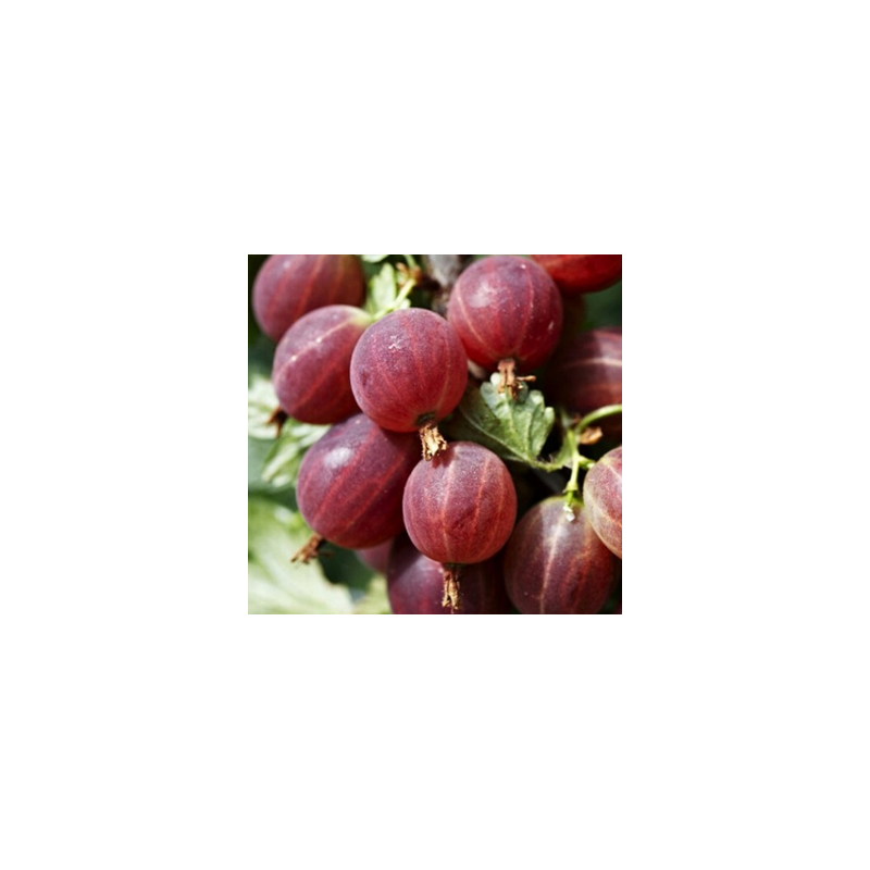 Gooseberry - Ribes uva-crispa HINNONMAKI RED