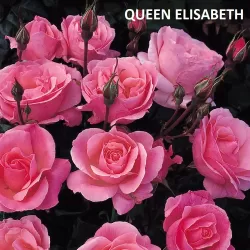 Rosa QUEEN ELISABETH