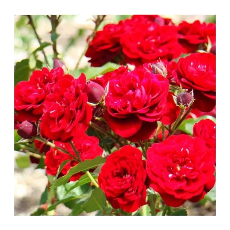 Rožių krūmai internetu su pristatymu į namus