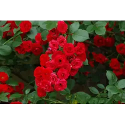 Rožių krūmai internetu su pristatymu į namus