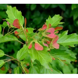 Ginalinis klevas internetu