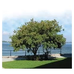 Ginalinis klevas internetu