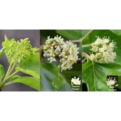 Ginalinis klevas internetu