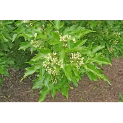 Ginalinis klevas internetu