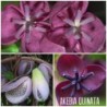 Penkiaskiautė akebija - Akebia quinata