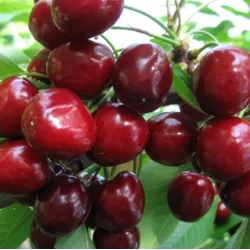 Trešnė - Prunus avium ČKALOVO