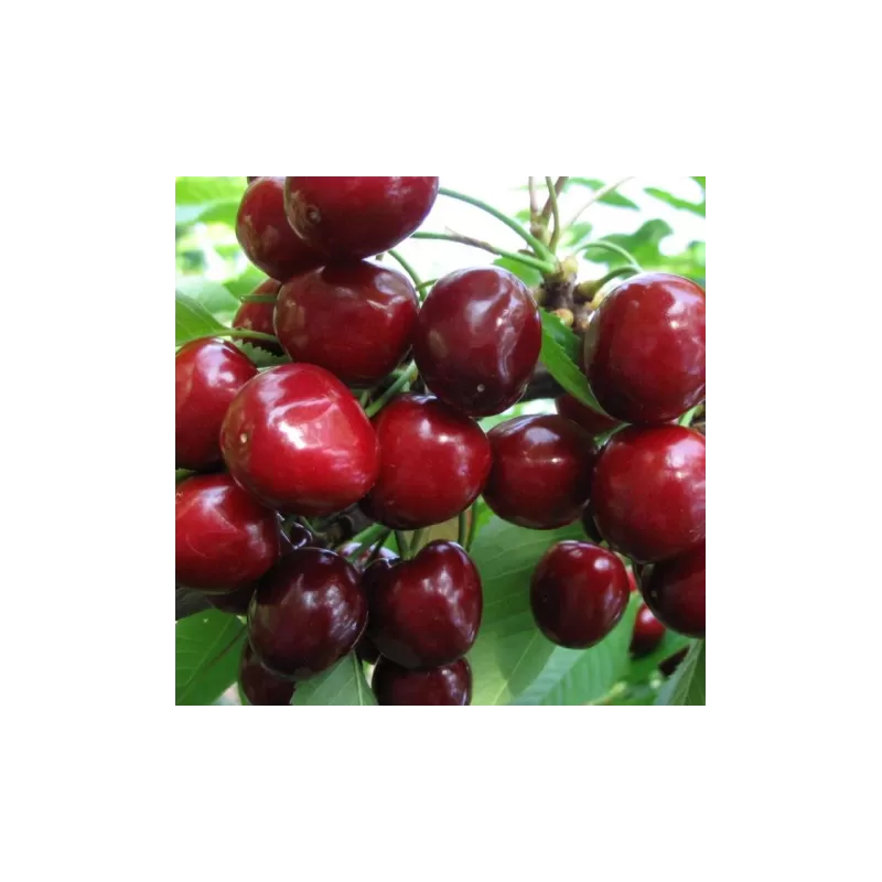 Trešnė - Prunus avium ČKALOVO