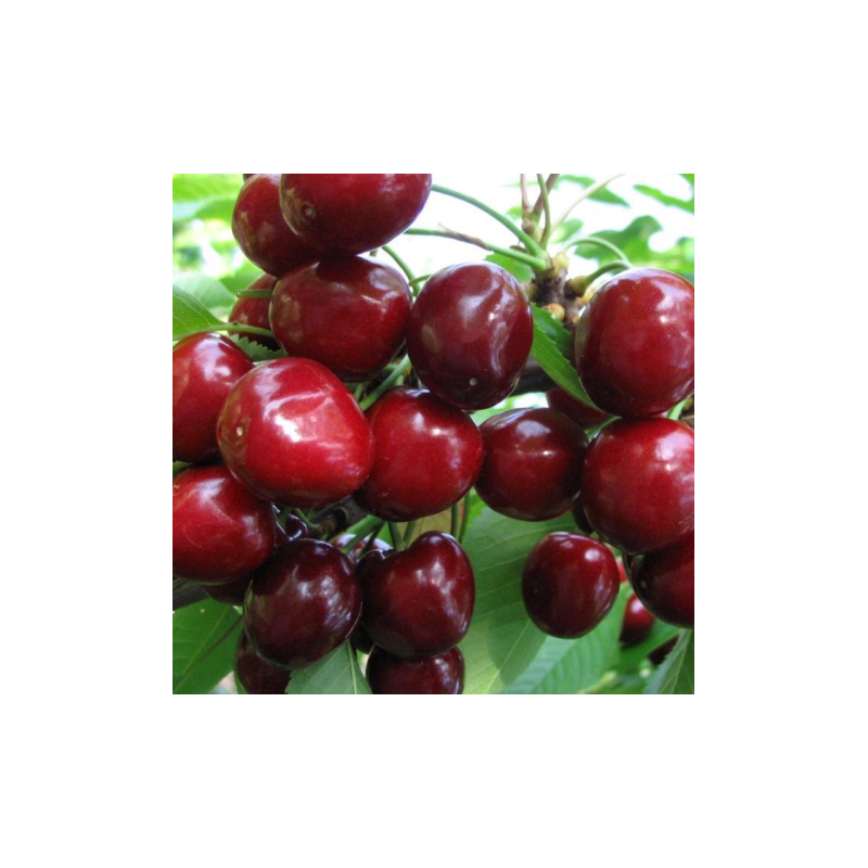 Sweet cherry - Prunus avium CHKALOVS