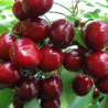 Sweet cherry - Prunus avium CHKALOVS
