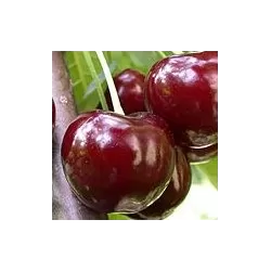 Sweet cherry - Prunus avium CHKALOVS