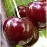 Sweet cherry - Prunus avium CHKALOVS