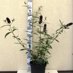 Davido budlėja - Buddleja davidii Black Knight