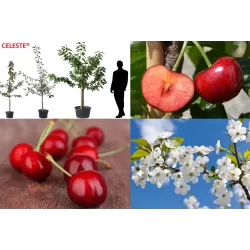 Sweet cherry - Prunus avium CELESTE