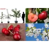 Sweet cherry - Prunus avium CELESTE