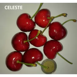 Sweet cherry - Prunus avium CELESTE