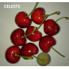 Trešnė - Prunus avium CELESTE
