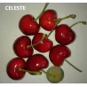 Sweet cherry - Prunus avium CELESTE