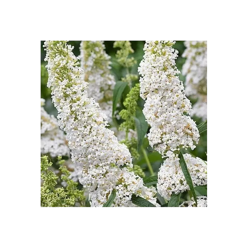 Davido budlėja - Buddleja davidii WHITE PROFUSION