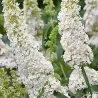 Davido budlėja - Buddleja davidii WHITE PROFUSION