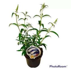 Davido budlėja - Buddleja davidii WHITE PROFUSION