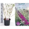 Davido budlėja - Buddleja davidii PURPELLA