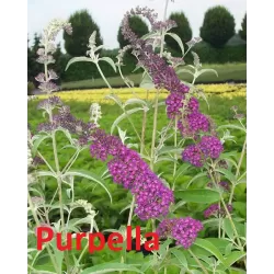 Davido budlėja - Buddleja davidii PURPELLA