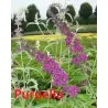 Davido budlėja - Buddleja davidii PURPELLA