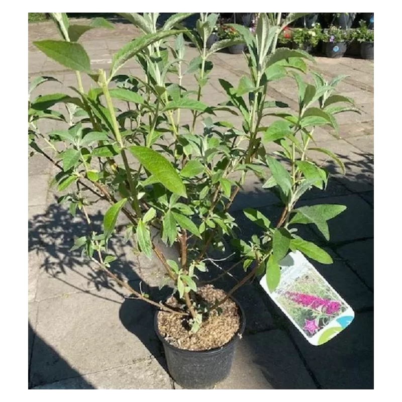 Davido budlėja - Buddleja davidii PURPELLA