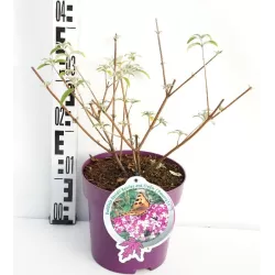 Davido budlėja - Buddleja BERRIES AND CREAM