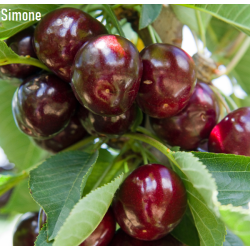 Sweet cherry - Prunus avium SIMONE
 Height-100-150CM Branching- 2 YEAR CROWN Container-C5.6/C10