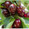 Sweet cherry - Prunus avium SIMONE