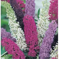 Davido budlėjų rinkinys - 24 augalai po 1.99 €  - kiekis ribotas !