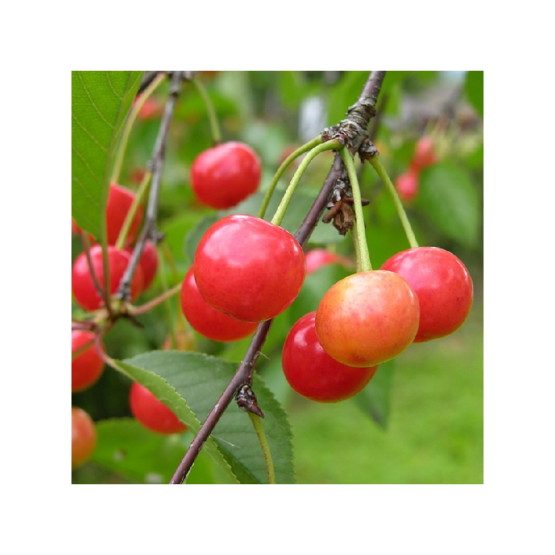Sweet cherry - Prunus avium VYTENU ROZINE