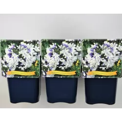 copy of Agapantas - Agapanthus africanus Twister C5