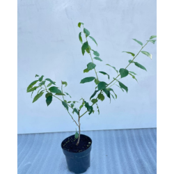 Damson Plum - Prunus domestica insititia