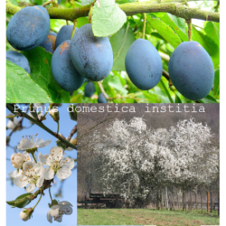 copy of Aitrioji slyva (damson) - Prunus domestica institia C1.5 GYVA FOTO 2022-08-19