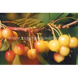 Trešnė - Prunus avium VYTĖNŲ GELTONA