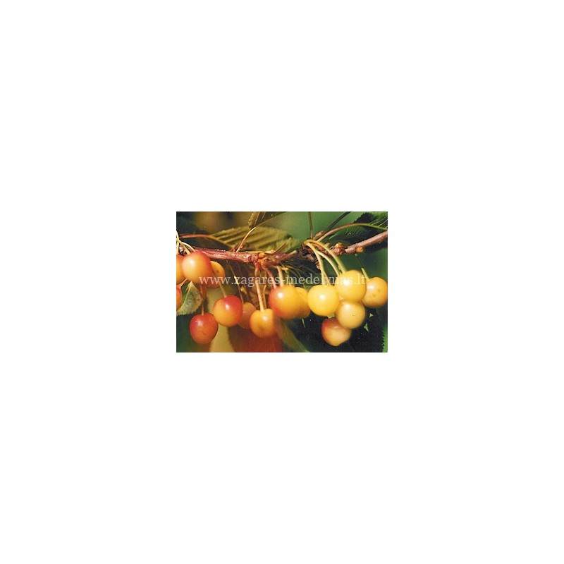 Sweet cherry - Prunus avium VYTENU GELTONA
