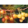 Sweet cherry - Prunus avium VYTENU GELTONA