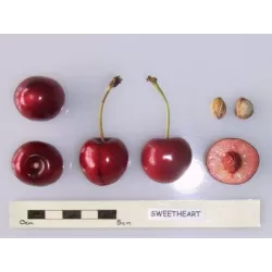 Trešnė - Prunus avium SWEETHEART