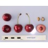Sweet cherry - Prunus avium SWEETHEART