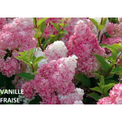 Šluotelinė hortenzija - Hydrangea paniculata VANILLE FRAISE