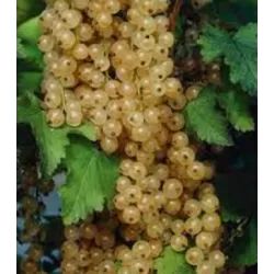 Baltieji serbentai - Ribes rubrum Blanka