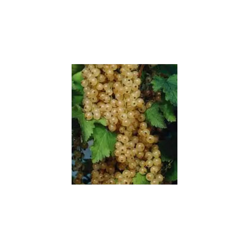 Baltieji serbentai - Ribes rubrum Blanka