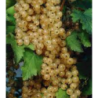 White Currant - Ribes sativum BLANKA / BLANCA