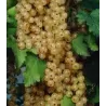 Baltieji serbentai - Ribes rubrum Blanka