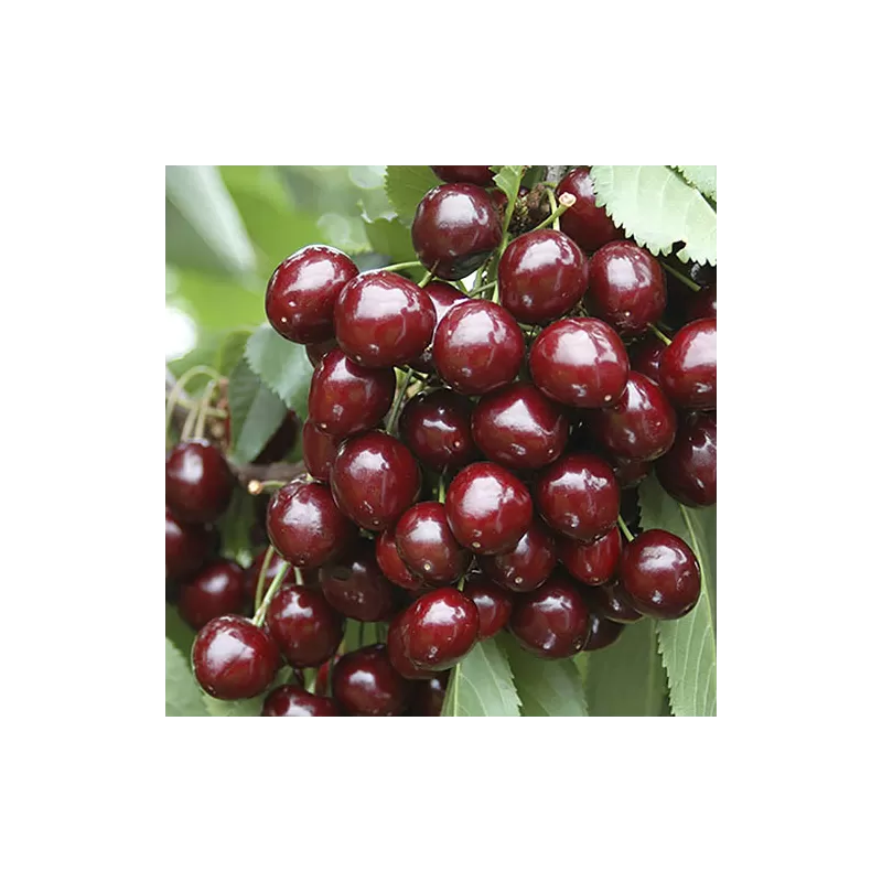 Trešnė (savidulkė) - Prunus avium STELLA