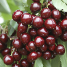 Sweet cherry - Prunus avium STELLA
