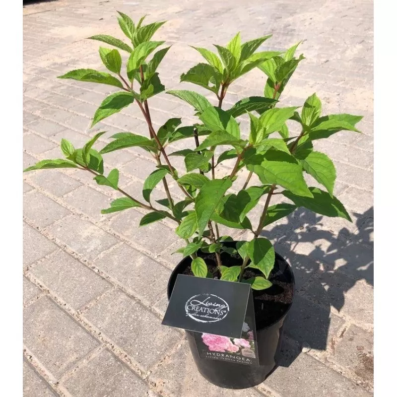 Šluotelinė hortenzija Vanille Fraise - Hydrangea paniculata