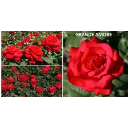 Rosa GRANDE AMORE